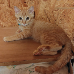 トナリエつくば　ねこの譲渡会