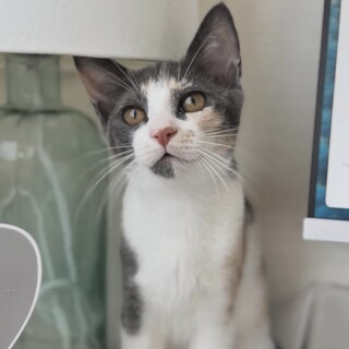 【1019月島】モニター前でお仕事応援しています