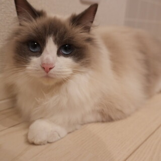 ラグドールの女の子 2歳