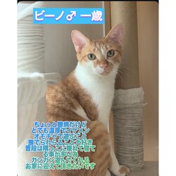 保護ねこ譲渡会in横浜市動物愛護センター サムネイル2