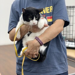 保護ねこ譲渡会in横浜市動物愛護センター サムネイル3