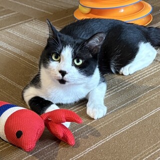 【11/16三田】とってこいもできる忠猫ハチベエ