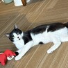 【11/16三田】とってこいもできる忠猫ハチベエ サムネイル4