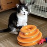 【11/16三田】とってこいもできる忠猫ハチベエ サムネイル5
