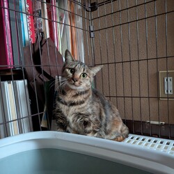 迷い猫？保護しました