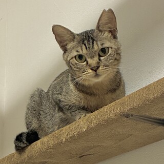 小柄な元ママ猫１才