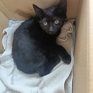 生後3ヶ月位の子猫