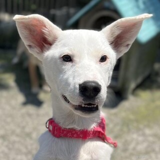 【保健所レスキュー】アクティブなみりんちゃん