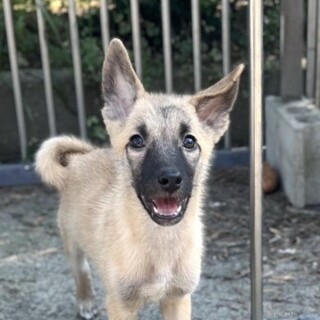 鼻黒が凛々しいガレットくん