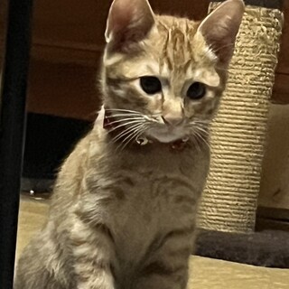 可愛い茶トラの兄弟猫「トラ丸とチビ太くん」