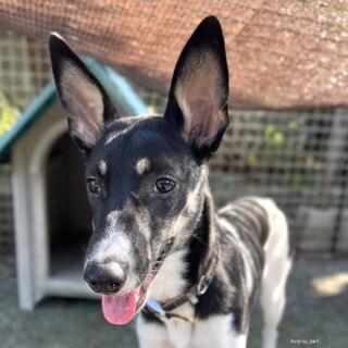 【保健所レスキュー】ややビビりなライムちゃん