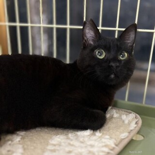 【一般レスキュー】やや小柄な黒猫　なつめくん