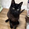 【一般レスキュー】やや小柄な黒猫　なつめくん サムネイル2