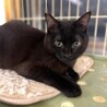 【一般レスキュー】やや小柄な黒猫　なつめくん サムネイル3