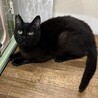 【一般レスキュー】やや小柄な黒猫　なつめくん サムネイル4