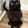 【一般レスキュー】やや小柄な黒猫　なつめくん サムネイル5