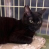 【一般レスキュー】やや小柄な黒猫　なつめくん サムネイル6