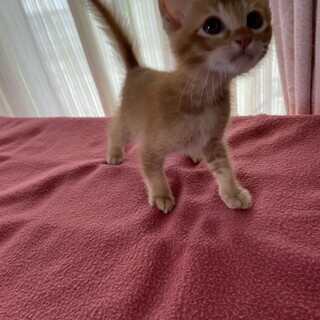 可愛い茶トラくん