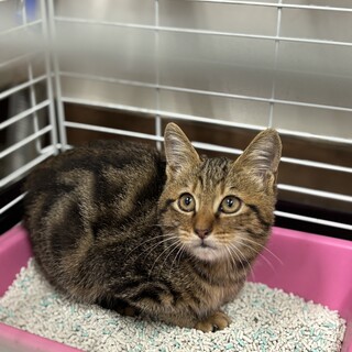 キジトラ　男の子