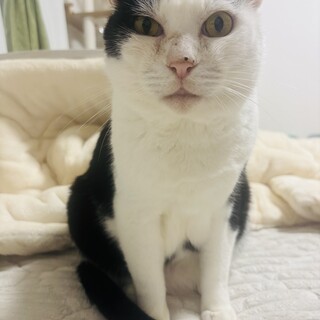 推定5歳以上？の成猫