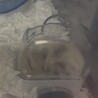 砂場で転げ回るび