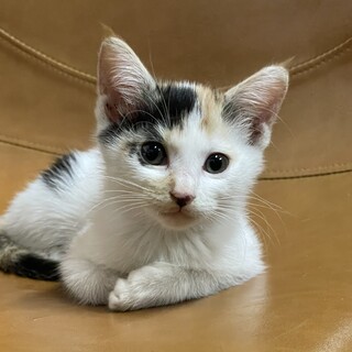 三毛猫の里親さん募集中！