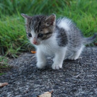 西会津町　子猫　里親募集
