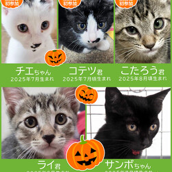 子猫中猫23匹+α★みよし市