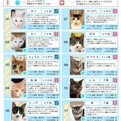 「10月19日　ラブとハッピー府中【保護猫譲渡会】」サムネイル2