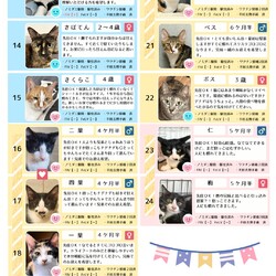 「10月19日　ラブとハッピー府中【保護猫譲渡会】」サムネイル3