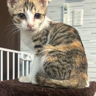 猫初心者向き。甘えん坊パステル三毛と八割れ君四カ月