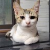 猫初心者向き。甘えん坊パステル三毛と八割れ君四カ月 サムネイル2