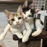 猫初心者向き。甘えん坊パステル三毛と八割れ君四カ月 サムネイル3