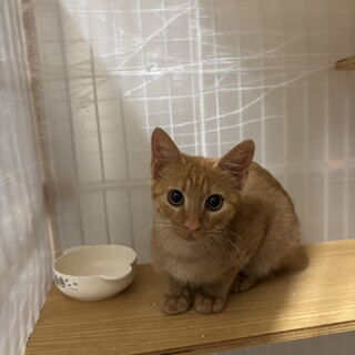 （里親様決定）茶トラの一期（いちご）くん