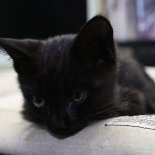 クロちゃんの大人しい男の子