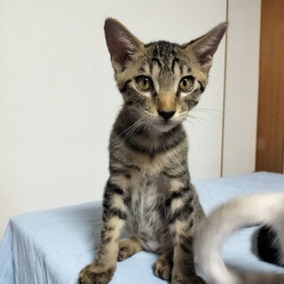 兄弟 3ヶ月 キジトラ 男の子 募集中 立川