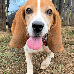 総社市ＡＷＡしつけ教室　＜雨天決行＞ サムネイル2