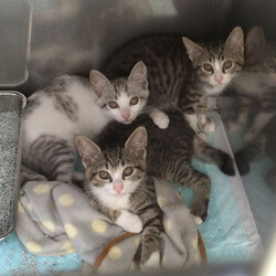 そうじゃ！猫ざんまい サムネイル2