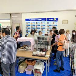 そうじゃ！猫ざんまい サムネイル3