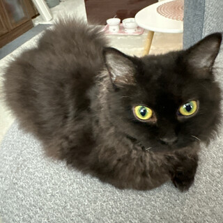 くりくり毛の女の子