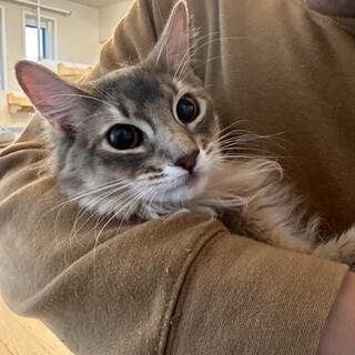 ソマリの男の子 1歳