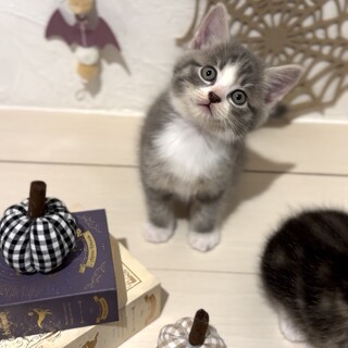 バニラ里親様決定！