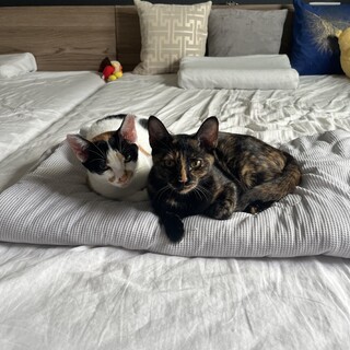 三毛猫の子猫姉妹