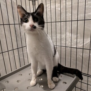 小柄なおんにゃの子［れもんちゃん］