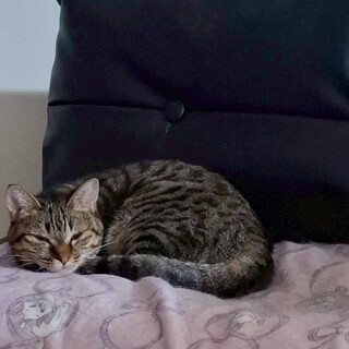 とても小柄な【こももちゃん】