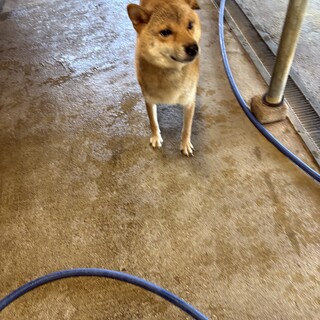 人懐こい柴犬の女の子