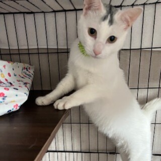 おでこの柄が可愛い　ハチくん