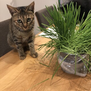 子猫みたいだけどママ猫の困り顔こまり