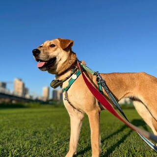 じつはおちゃめな元野犬の女の子