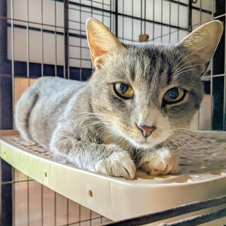 白い靴下を履いた♪究極の甘えん坊で人が大好き